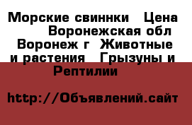 Морские свиннки › Цена ­ 700 - Воронежская обл., Воронеж г. Животные и растения » Грызуны и Рептилии   